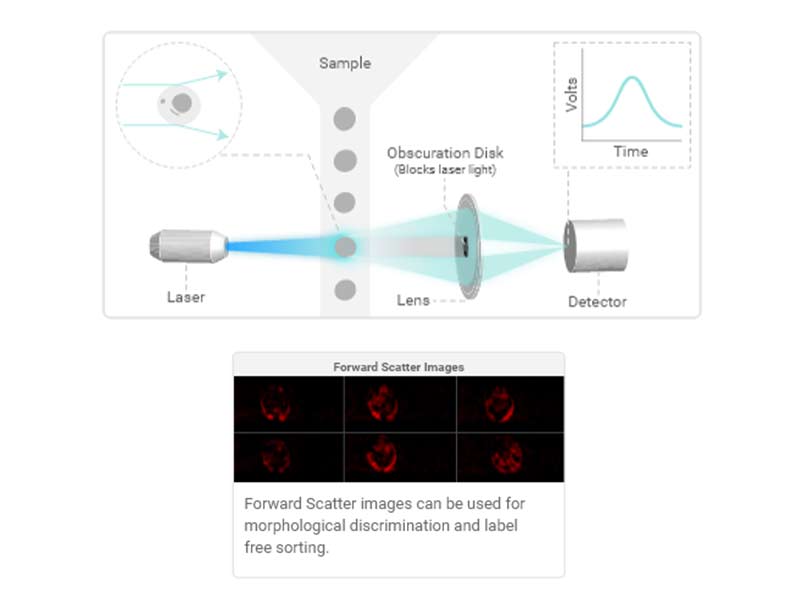 Forward-Scatter (FSC)