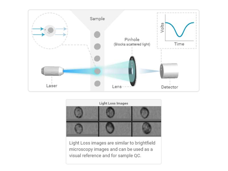 Light-Loss (Imaging)