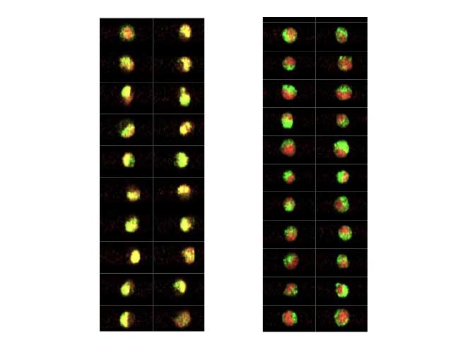 CellView Correlation Histograms