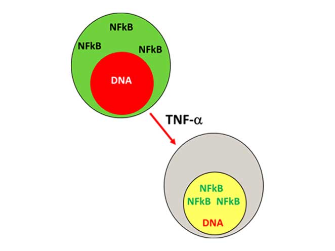 Real-Time-Image-Analysis