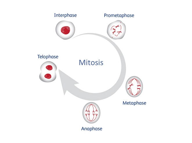 Real-Time-Image-Analysis