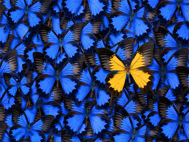 RY 586 Reagents Promotion